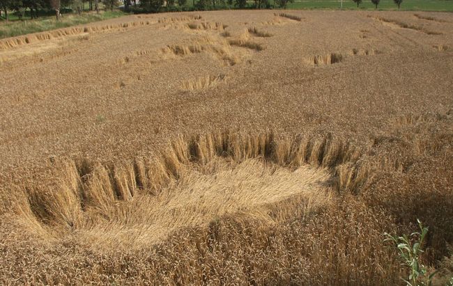 Windschaden auf einem Feld in Uden (NB), 2003