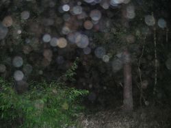 Orbs, bomen en struiken